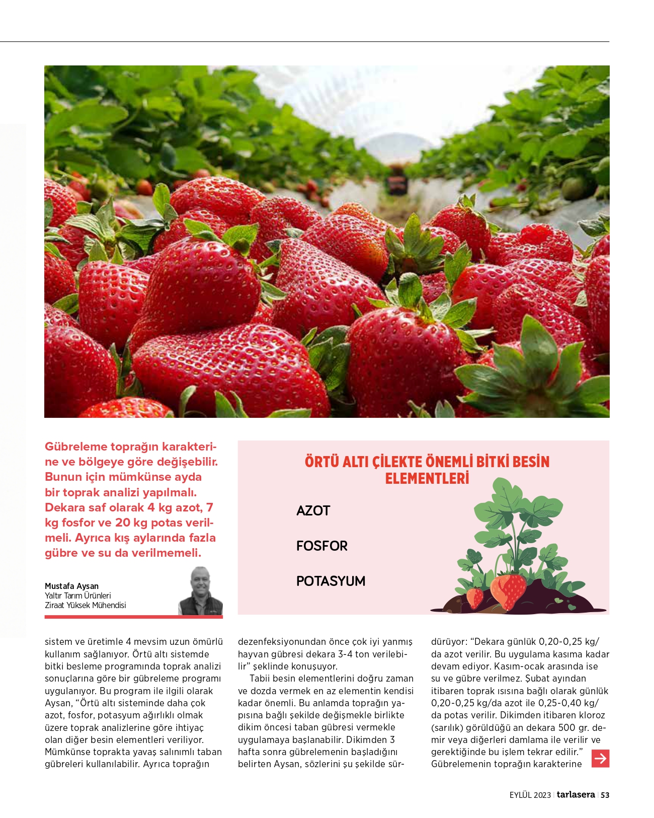 YALEX | Örtü altı çilekte besleme lezzetin anahtarı